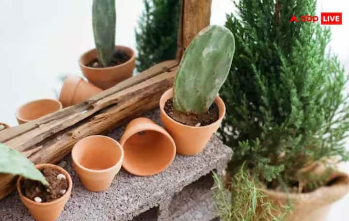 ਜਦੋਂ ਸਰਦੀਆਂ ਵਿੱਚ ਤਾਪਮਾਨ ਘੱਟ ਜਾਂਦਾ ਹੈ, ਤਾਂ ਮਿੱਟੀ ਜਲਦੀ ਠੰਢੀ ਹੋ ਜਾਂਦੀ ਹੈ ਅਤੇ ਜੜ੍ਹਾਂ ਜੰਮ ਸਕਦੀਆਂ ਹਨ। ਇਸ ਨੂੰ ਰੋਕਣ ਦਾ ਸਭ ਤੋਂ ਆਸਾਨ ਤਰੀਕਾ ਮਲਚਿੰਗ ਹੈ। ਮਲਚਿੰਗ ਵਿੱਚ ਪੌਦਿਆਂ ਦੇ ਆਲੇ-ਦੁਆਲੇ ਸੁੱਕੇ ਪੱਤਿਆਂ, ਲੱਕੜ ਦਾ ਬੂਰਾ, ਤੂੜੀ, ਜਾਂ ਨਾਰੀਅਲ ਦੇ ਛਿਲਕਿਆਂ ਦੀ 3 ਤੋਂ 5 ਇੰਚ ਮੋਟੀ ਪਰਤ ਫੈਲਾਉਣੀ ਚਾਹੀਦੀ ਹੈ। ਇਹ ਪਰਤ ਮਿੱਟੀ ਦੀ ਨਮੀ ਨੂੰ ਬਰਕਰਾਰ ਰੱਖਦੀ ਹੈ ਅਤੇ ਪੌਦਿਆਂ ਦੀਆਂ ਜੜ੍ਹਾਂ ਨੂੰ ਗਰਮ ਰੱਖਦੀ ਹੈ, ਉਹਨਾਂ ਨੂੰ ਠੰਡ ਅਤੇ ਪਾਲੇ ਤੋਂ ਬਚਾਉਂਦੀ ਹੈ।