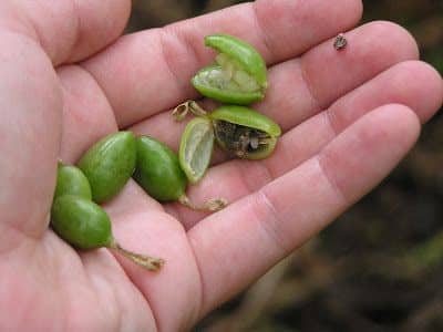 (टीप: वरील सर्व माहिती केवळ माहितीपुरती असून, एबीपी माझा यामध्ये कोणताही दावा करत नाही).