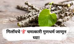 Benefits of Giloy : गिलॉय आयुर्वेदाची अमृतवेल जी वाढवते रोगप्रतिकारशक्ती आणि देते अनेक आरोग्यदायी फायदे!