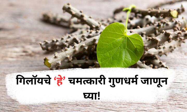 Benefits of Giloy : गिलॉय ही अमृतासारखी आयुर्वेदिक वेल आहे जी रोगप्रतिकारशक्ती वाढवते, ताप, मधुमेह, त्वचारोग आणि इतर अनेक आजारांवर नैसर्गिक उपचार म्हणून उपयुक्त ठरते.