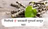 Benefits of Giloy : गिलॉय आयुर्वेदाची अमृतवेल जी वाढवते रोगप्रतिकारशक्ती आणि देते अनेक आरोग्यदायी फायदे!