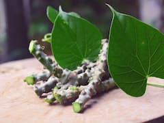 Benefits of Giloy : गिलॉय आयुर्वेदाची अमृतवेल जी वाढवते रोगप्रतिकारशक्ती आणि देते अनेक आरोग्यदायी फायदे!