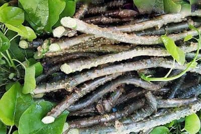 (टीप: वरील सर्व माहिती केवळ माहितीपुरती असून, एबीपी माझा यामध्ये कोणताही दावा करत नाही).