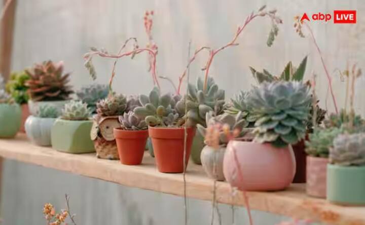 ਬਾਗ ਦੇ ਪੌਦਿਆਂ ਨੂੰ ਠੰਡ ਤੋਂ ਢੱਕ ਦਿਓ। ਜਿਹੜੇ ਪੌਦੇ ਜ਼ਮੀਨ ਵਿੱਚ ਜਾਂ ਵੱਡੇ ਬਾਗਾਂ ਵਿੱਚ ਹਨ, ਉਨ੍ਹਾਂ ਨੂੰ ਘਰ ਦੇ ਅੰਦਰ ਨਹੀਂ ਲਿਆਂਦਾ ਜਾ ਸਕਦਾ। ਅਜਿਹੇ ਪੌਦਿਆਂ ਨੂੰ ਬਚਾਉਣ ਲਈ, ਉਨ੍ਹਾਂ ਨੂੰ ਕਿਸੇ ਚੀਜ਼ ਨਾਲ ਢੱਕ ਦਿਓ। ਤੁਸੀਂ ਫੈਬ੍ਰਿਕ ਪਲਾਂਟ ਕਵਰ, ਪੋਲੀਥੀਲੀਨ ਸ਼ੀਟ, ਗੱਤੇ ਦੇ ਡੱਬੇ, ਜਾਂ ਪੁਰਾਣੀਆਂ ਚਾਦਰਾਂ ਦੀ ਵਰਤੋਂ ਕਰ ਸਕਦੇ ਹੋ। ਰਾਤ ਨੂੰ ਪੌਦਿਆਂ ਨੂੰ ਢੱਕ ਦਿਓ ਅਤੇ ਦਿਨ ਵੇਲੇ ਸੂਰਜ ਚਮਕਣ 'ਤੇ ਉਨ੍ਹਾਂ ਨੂੰ ਹਟਾ ਦਿਓ ਤਾਂ ਜੋ ਪੌਦੇ ਸਾਹ ਲੈ ਸਕਣ।