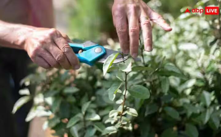 ਸਰਦੀਆਂ ਦੀ ਠੰਡੀ ਹਵਾ ਨਾਲ ਅਕਸਰ ਪੌਦਿਆਂ ਦੇ ਪੱਤੇ ਮੁਰਝਾ ਜਾਂਦੇ ਹਨ। ਅਜਿਹੇ ਸੁੱਕੇ ਜਾਂ ਪੀਲੇ ਪੱਤੇ ਪੌਦੇ ਤੋਂ ਪੌਸ਼ਟਿਕ ਤੱਤ ਕੱਢ ਦਿੰਦੇ ਹਨ, ਨਵੀਂ ਗ੍ਰੋਥ ਨੂੰ ਰੋਕਦੇ ਹਨ। ਇਸ ਲਈ, ਛਾਂਟੀ ਜ਼ਰੂਰੀ ਹੈ। ਕੈਂਚੀ ਨਾਲ ਮਰੀਆਂ ਹੋਈਆਂ ਟਾਹਣੀਆਂ ਨੂੰ ਹਟਾਓ। ਇਸ ਨਾਲ ਪੌਦੇ ਨੂੰ ਨਵੇਂ ਪੱਤੇ ਅਤੇ ਫੁੱਲ ਪੈਦਾ ਕਰਨ ਲਈ ਊਰਜਾ ਇਕੱਠੀ ਕਰਨ ਦੀ ਆਗਿਆ ਮਿਲੇਗੀ।