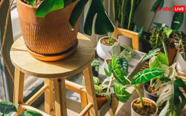 ਸਰਦੀਆਂ ਵਿੱਚ ਪੌਦੇ ਦੀ ਗ੍ਰੋਥ ਹੌਲੀ ਹੋ ਜਾਂਦੀ ਹੈ, ਇਸ ਲਈ ਬਹੁਤ ਜ਼ਿਆਦਾ ਖਾਦ ਪਾਉਣਾ ਲਾਭਦਾਇਕ ਹੋਣ ਦੀ ਬਜਾਏ ਨੁਕਸਾਨਦੇਹ ਹੋ ਸਕਦਾ ਹੈ। ਇਸ ਮੌਸਮ ਦੌਰਾਨ ਜੈਵਿਕ ਖਾਦ ਘੱਟ ਮਾਤਰਾ ਵਿੱਚ ਪਾਓ। ਇਹ ਮਿੱਟੀ ਨੂੰ ਗਰਮ ਰੱਖੇਗਾ ਅਤੇ ਪੌਦੇ ਨੂੰ ਹੌਲੀ-ਹੌਲੀ ਪੋਸ਼ਣ ਪ੍ਰਦਾਨ ਕਰੇਗਾ। ਜਦੋਂ ਮੌਸਮ ਗਰਮ ਹੋ ਜਾਂਦਾ ਹੈ, ਤਾਂ ਨਿਯਮਤ ਖਾਦ ਦੇਣਾ ਦੁਬਾਰਾ ਸ਼ੁਰੂ ਕਰੋ।