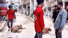 Video: सो रही प्रेगनेंट डॉगी को दो बार मारी लात, युवक को लोगों ने धुना, वीडियो ने दिया मैसेज!
