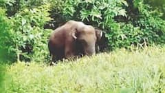 कोणी दांडक्याने मारलं, कोणी अंगावर सुतळी बॉम्ब फेकले, आता ओंकार हत्तीला वनताराला नेणार