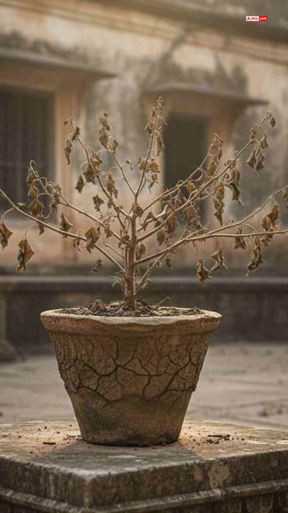 வாடிய துளசி செடியை ஏன் வீட்டில் வைக்கக் கூடாது ?