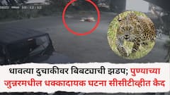 धावत्या दुचाकीवर बिबट्याची झडप; पुण्याच्या जुन्नरमधील धक्कादायक घटना सीसीटीव्हीत कैद, परिसरात पुन्हा भीती वाढली