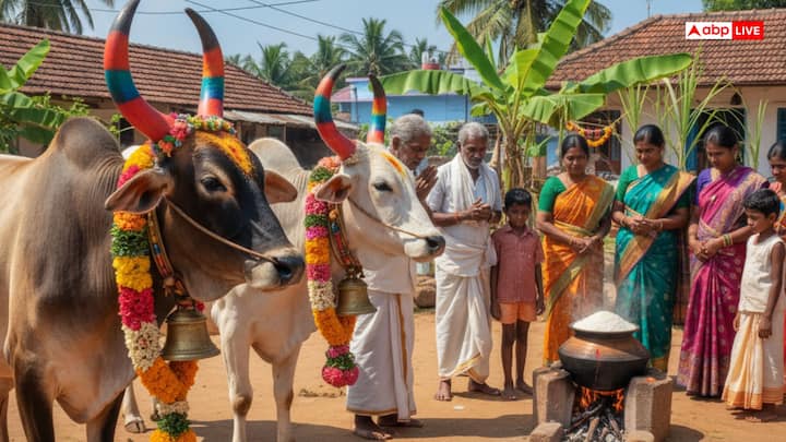 मट्टू पोंगल 16 जनवरी 2026 को है, इस दिन किसान मवेशियों की पूजा करते हैं, इस दिन मवेशियों को नहलाया जाता है उनके सींगों को रंगों से रंगा जाता है, और उनके गले में रंग-बिरंगी मालाएं और घंटियां बांधी जाती हैं. माथे पर हल्दी और कुमकुम भी लगाया जाता है.