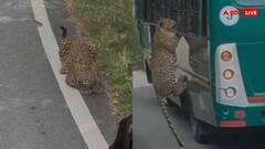 जंगल सफारी में हड़कंप, तेंदुए के अटैक में महिला घायल; वीडियो अपने रिस्क पर देखें