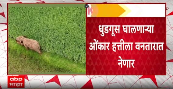 Omkar Elephant: धुडगूस घालणाऱ्या ओंकार हत्तीला वनतारात नेणार