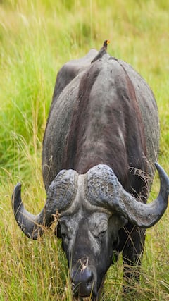कोणत्या म्हशीला काळे सोने म्हणतात?