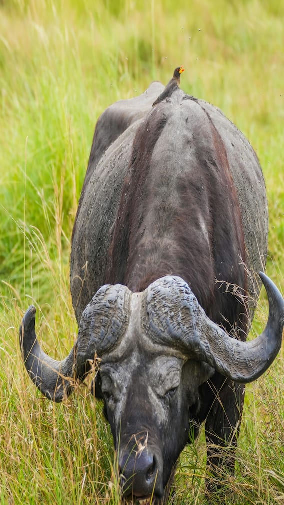 किस भैंस को कहा जाता है काला सोना