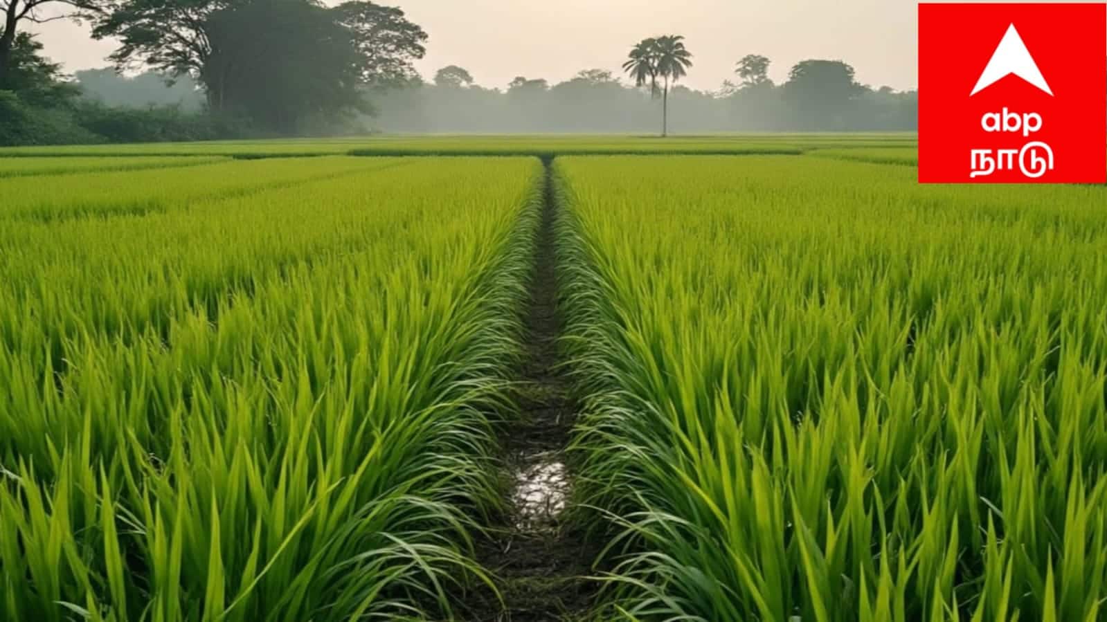 விருதுநகர் விவசாயிகளே.. பயிர் காப்பீடு செய்ய கடைசி நாள் நெருங்குது - ஆட்சியரின் முக்கிய அறிவிப்பு!