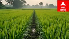 விருதுநகர் விவசாயிகளே.. பயிர் காப்பீடு செய்ய கடைசி நாள் நெருங்குது - ஆட்சியரின் முக்கிய அறிவிப்பு!