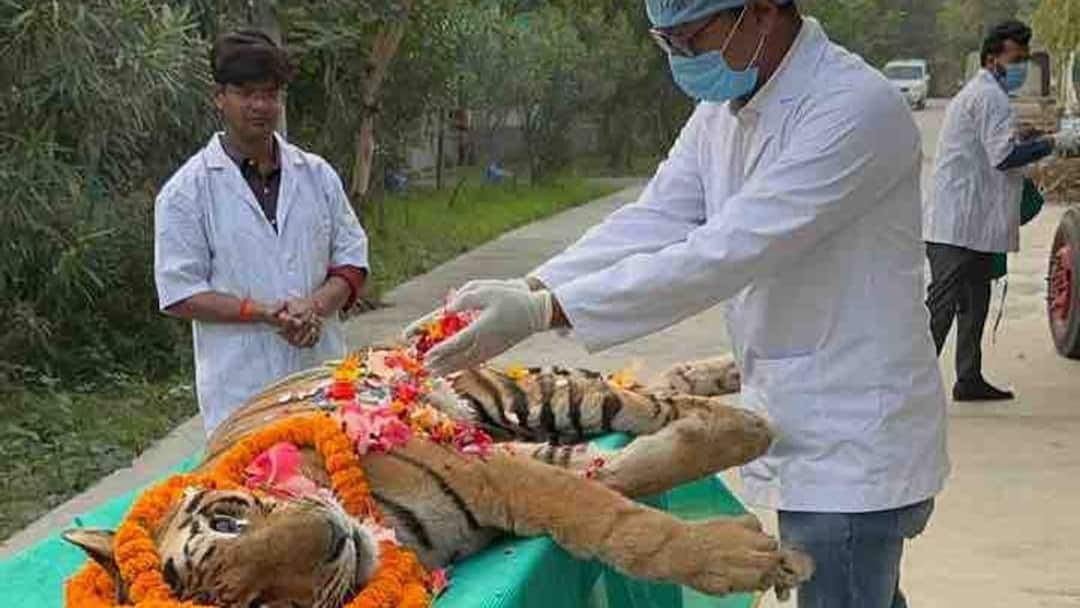 Tigress Malani Dies At Gorakhpur Zoo; Seventh Major Animal Death In Months Sparks Concern
