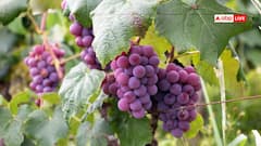 दुनिया में कहां है अंगूर की सबसे पुरानी बेल? दुनिया की सबसे ओल्ड वाइन से भी ज्यादा इसका उम्र