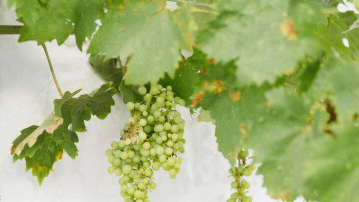 पूर्वी तिब्बत के जुओबा गांव में स्थित एक बेल ने हाल ही में दुनियाभर का ध्यान खींचा है. गिनीज वर्ल्ड रिकॉर्ड्स ने इस बेल को दुनिया की सबसे पुरानी जीवित जंगली अंगूर की बेल के रूप में दर्ज किया है.