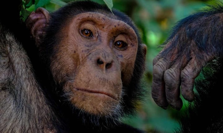 चिंपांजी इंसानों के सबसे नजदीकी जिंदा रिश्तेदार माने जाते हैं और इनका लगभग 99 प्रतिशत डीएनए भी इंसानों से मेल खाता है. यही वजह है कि इनमें इंसानों जैसी समझ दिखाई देती है. यह टूल्स का इस्तेमाल करते हैं, साइन लैंग्वेज लिखते हैं और कुछ मेमोरी गेम्स में इंसानों को भी पीछे छोड़ देते हैं. कई रिसर्च में तो इन्हें भाला बनाकर शिकार करते और ऐसे पजल सॉल्व करते देखा गया है जो बुद्धिमान से बुद्धिमान इंसान तक नहीं कर पाते हैं.