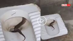 Video: अब हल्का होने में भी रिस्क है! टॉयलेट सीट से बाहर निकला कोबरा, वीडियो देख सहमे लोग!