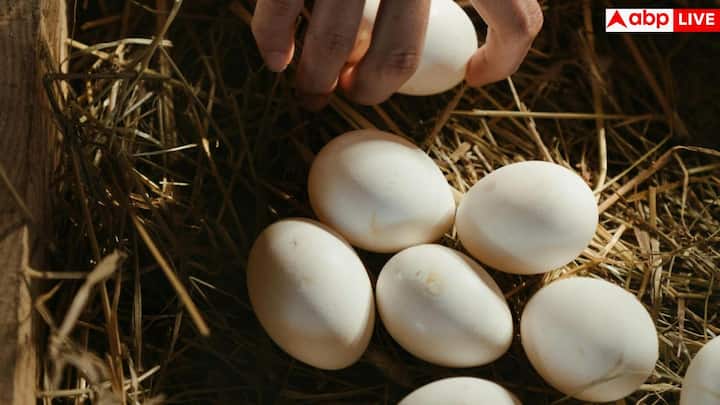 अंडों को लेकर सबसे ज्यादा भ्रम उनके कोलेस्ट्रॉल को लेकर रहा है. लेकिन अब यह साफ हो चुका है कि खाने से मिलने वाला कोलेस्ट्रॉल उतना नुकसान नहीं करता जितना सैचुरेटेड फैट करता है. हाल के शोध दिखाते हैं कि अंडे हेल्दी लोगों में हार्ट हेल्थ को नुकसान नहीं पहुंचाते. कुछ मामलों में तो यह अच्छे और खराब कोलेस्ट्रॉल के अनुपात को भी बेहतर करते हैं.