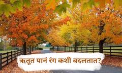 Autumn Season : शरद ऋतूत पानं रंग का बदलतात?