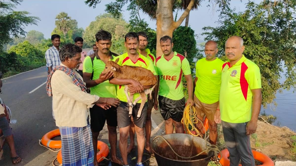 தன் கன்று குட்டிக்காக இரவு முழுவதும் ஆற்றின் நடுத்திட்டில் நின்ற தாய் பசு... தீயணைப்பு துறையினர் பத்திரமாக மீட்பு