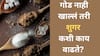 Diabetes: गोड नाही खाल्लं तरी शुगर कशी वाढते? जाणून घ्या...