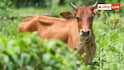 National Animal Cow: भारत नहीं इस देश की राष्ट्रीय पशु है गाय, गौ वध करना यहां है गैरकानूनी