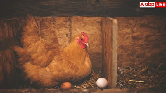 Egg benefits: एक दिन में कितने अंडे खाना सही? कहीं सर्दियों में बिगड़ न जाए तबीयत Egg benefits: एक दिन में कितने अंडे खाना सही? कहीं सर्दियों में बिगड़ न जाए तबीयत
