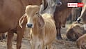 National Animal Cow: भारत नहीं इस देश की राष्ट्रीय पशु है गाय, गौ वध करना यहां है गैरकानूनी