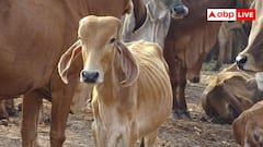 National Animal Cow: भारत नहीं इस देश की राष्ट्रीय पशु है गाय, गौ वध करना यहां है गैरकानूनी