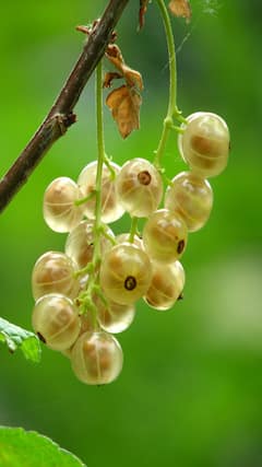 रोज एक आवळा खाल्ल्याने शरीरात काय बदल होतात?