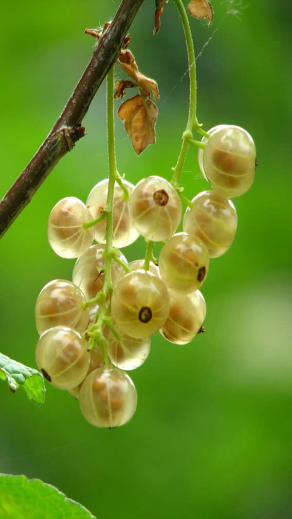 रोज एक आवळा खाल्ल्याने शरीरात काय बदल होतात?