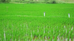 பயிர் பாதுகாப்பில் இனக்கவர்ச்சி பொறிகளின் மிக முக்கிய பங்கு: வேளாண் துறை ஆலோசனை