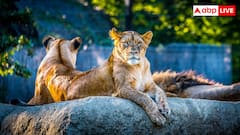 चौंका देगी इन जानवरों की बुद्धिमानी, जानिए क्या खास है दुनिया के 6 सबसे होशियार जीवों में