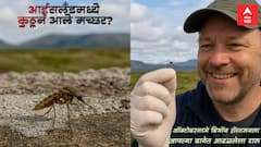 मच्छरने बदलला एका देशाचा इतिहास... आईसलँडमध्ये कुठून आले मच्छर?