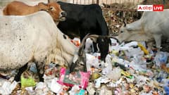 Animal Digestion: नाली का पानी से लेकर कचरा तक खा-पी जाते हैं जानवर, फिर इनका पेट क्यों नहीं खराब होता?