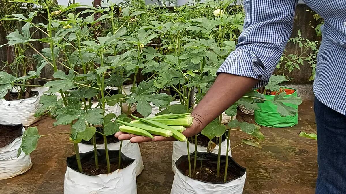 உங்க வீட்டு சமையலுக்கு தேவையான காய்கறிகளை நீங்களே சாகுபடி செய்யலாம்... எப்படி தெரியுங்களா?