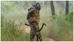 ఆదిలాబాద్‌ జిల్లాలో హడలెత్తిస్తున్న పులులు- ప్రజలు జాగ్రత్తగా ఉండాలని అధికారుల సూచన