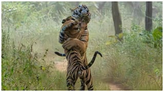 Adilabad Tigers Attack: ఆదిలాబాద్‌ జిల్లాలో హడలెత్తిస్తున్న పులులు- ప్రజలు జాగ్రత్తగా ఉండాలని అధికారుల సూచన
