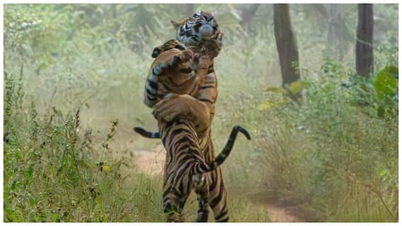 Adilabad Tigers Attack: ఆదిలాబాద్‌ జిల్లాలో హడలెత్తిస్తున్న పులులు- ప్రజలు జాగ్రత్తగా ఉండాలని అధికారుల సూచన