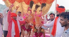 Chhatrapati Sambhajinagar : छत्रपती संभाजीनगरच्या सुप्रसिद्ध महालगाव बैल बाजारात 'सर्जा-राजा'ची हवा; बैल जोडीच्या उच्चांक भावाची नोंद