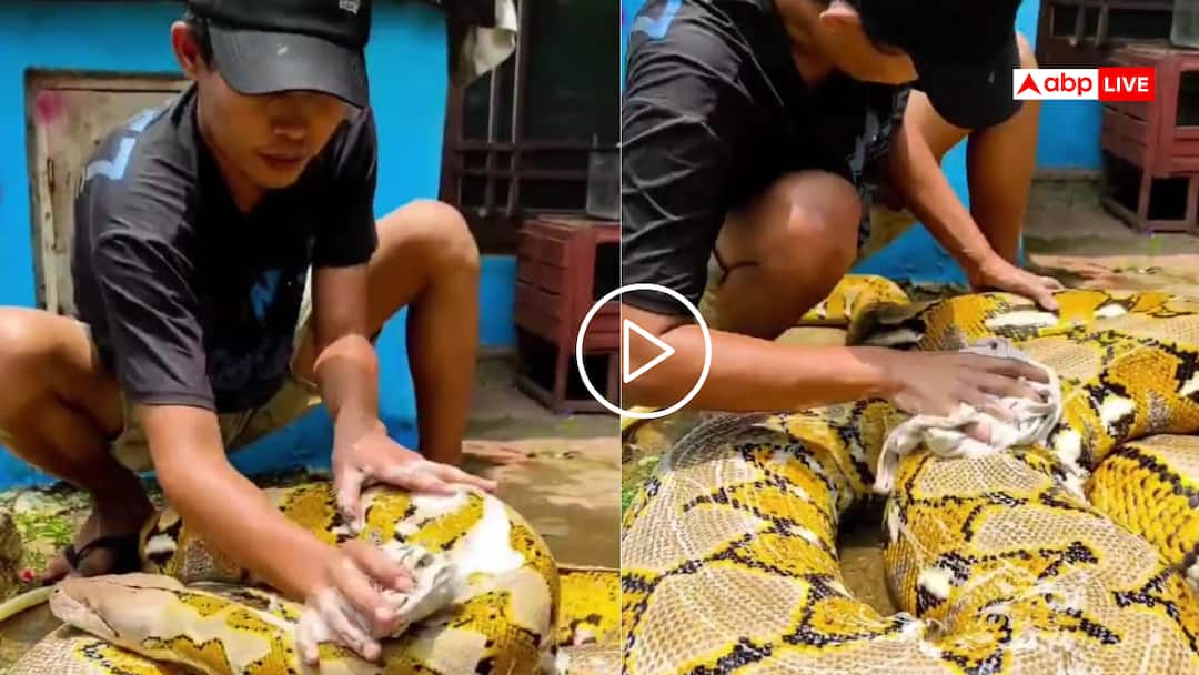Video: अजगर को कपड़े की तरह धोया, पीठ पर सर्फ डाल रगड़ा कपड़ा, हैरान कर देगा वायरल वीडियो The boy washed the huge python like clothes watch viral video Video: अजगर को कपड़े की तरह धोया, पीठ पर सर्फ डाल रगड़ा कपड़ा, हैरान कर देगा वायरल वीडियो