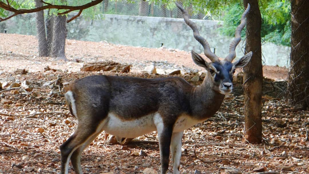 28 Blackbucks Die Mysteriously At Belagavi Zoo; Karnataka Orders Probe