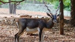 28 Blackbucks Die Mysteriously At Belagavi Zoo; Karnataka Orders Probe