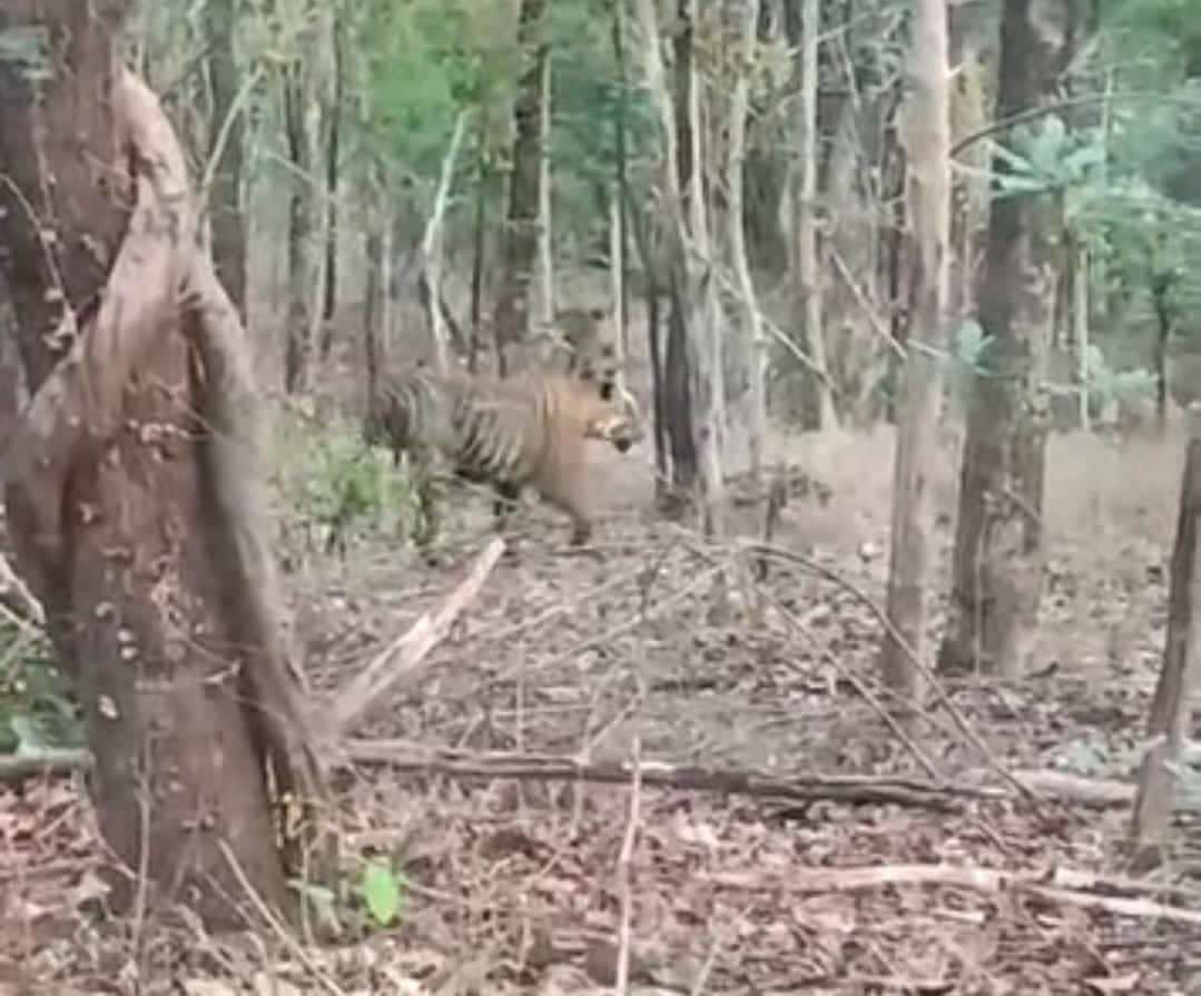 Adilabad Tigers Attack: ఆదిలాబాద్‌ జిల్లాలో హడలెత్తిస్తున్న పులులు- ప్రజలు జాగ్రత్తగా ఉండాలని అధికారుల సూచన