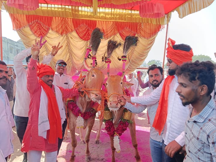 छत्रपती संभाजीनगरच्या वैजापूर तालुक्यातील महालगाव येथे भरलेल्या सुप्रसिद्ध बैल बाजारात यंदा उच्चांक भावाची नोंद झालीय.